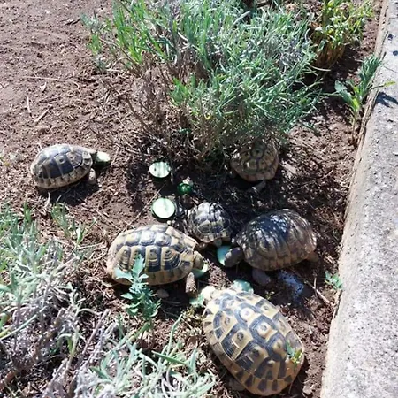 Jelicic * Weißenburg