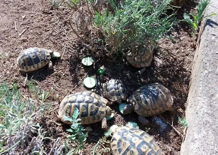 Jelicic * Biograd Na Moru