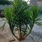 Apartamento Jelicic Biograd Na Moru
