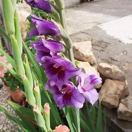 Jelicic * Biograd Na Moru