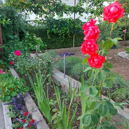 Jelicic Apartament *